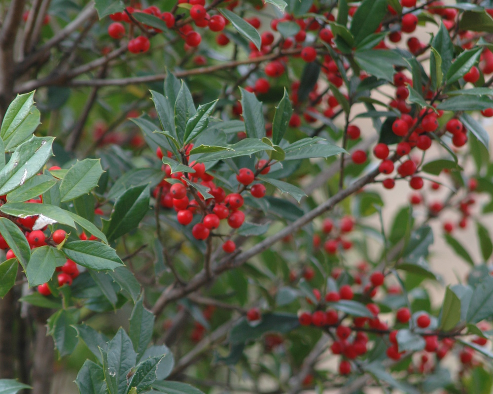 Foster Tree Foster Evergreens | McMakin Farms